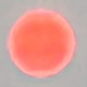 Meet your Posher, Bella